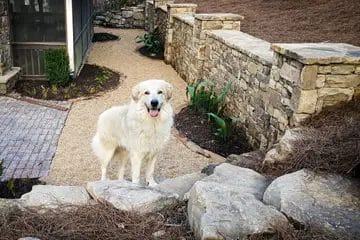 Let Your Dog Out With Peace