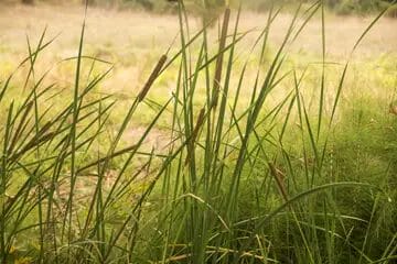 Drought-Tolerant Grasses