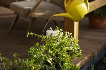 Grouping Plants by Water Needs