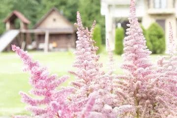 Native Plants
